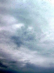 A swarm of swallows