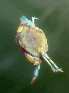  Curious Blue Crab