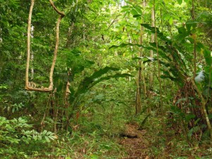 A path through the jungle