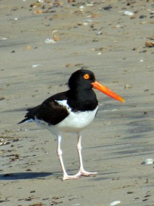 An oystercatcher gives me the eye