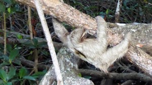Sloth in mangrove