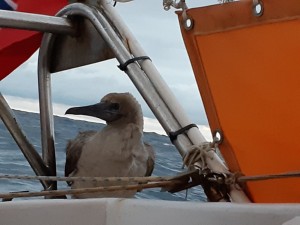 A very persistent booby