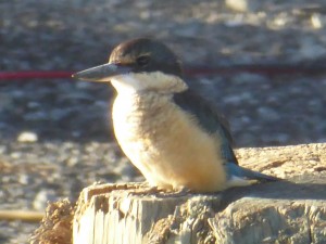 Kingfisher on mooring post